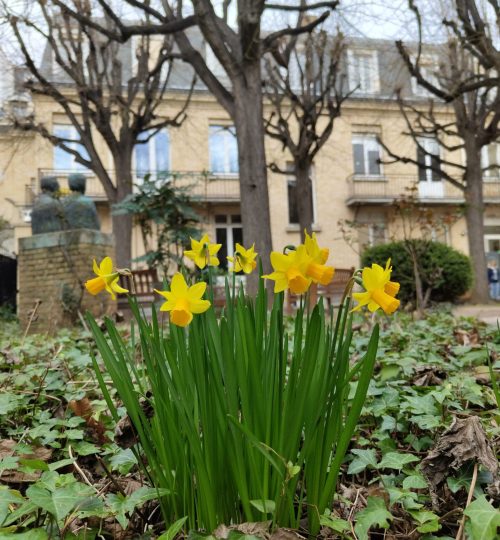 Nun wieder draußen: Ein paar Osterglocken im Garten hinter dem Institut du Radium, das man im Hintergrund sehen kann.