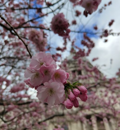 Auch in London kommt der Frühling an und es blühen die Kirschbäume. Im Hintergrund sieht man die "St Paul’s Cathedral".