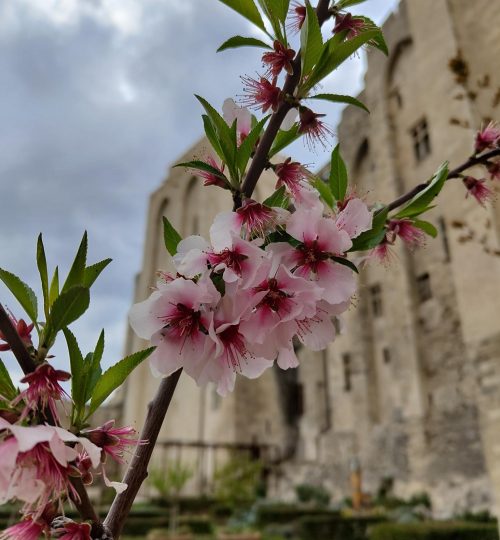 Hier sieht man ihn noch einmal im Hintergrund dieser Aprikosenblüten. Im 14. und 15. Jahrhundert war Avignon für fast 100 Jahre der Sitz von (Gegen-)Päpsten.